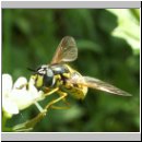 Chrysotoxum cautum - Gemeine Wespenschwebfliege w02.jpg